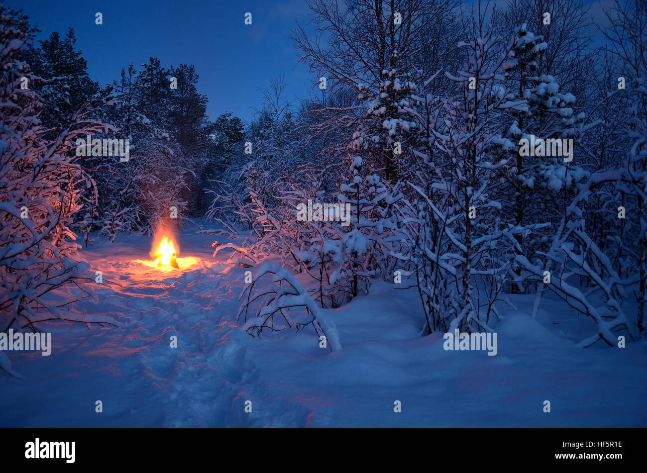 The winter forest hi-res stock photography and images - Alamy