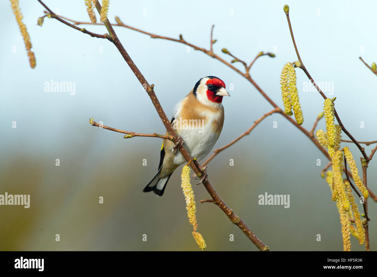 Goldfinch Carduelis carduelis on hazel catkins Stock Photo