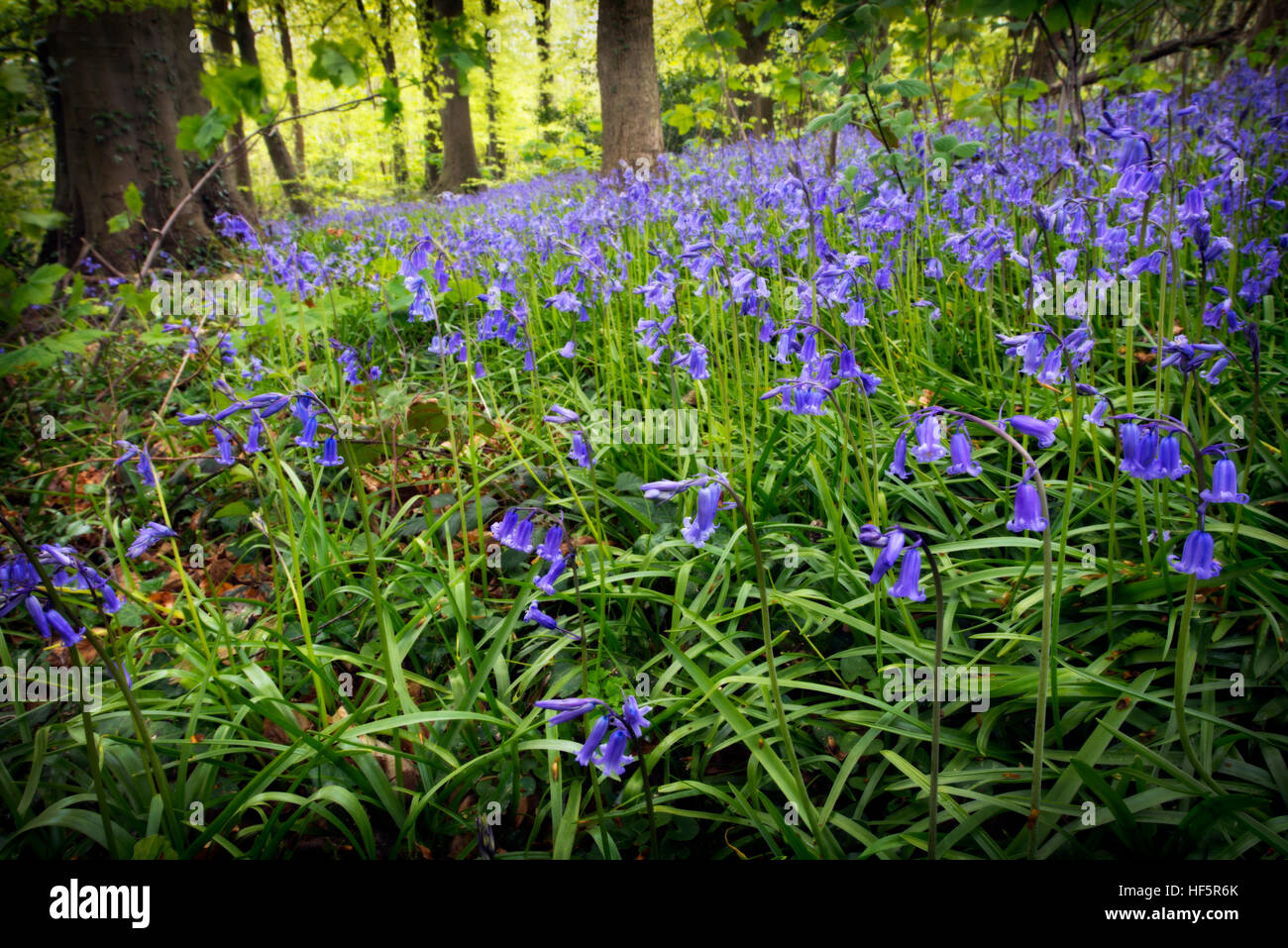 Hyacinthoides non-scripta (formerly Endymion non-scriptus or Scilla non-scripta) is a bulbous perennial plant, found in Atlantic areas from north-west Stock Photo