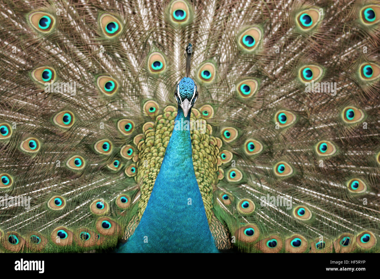 A peacock displaying and looking into the camera Stock Photo - Alamy