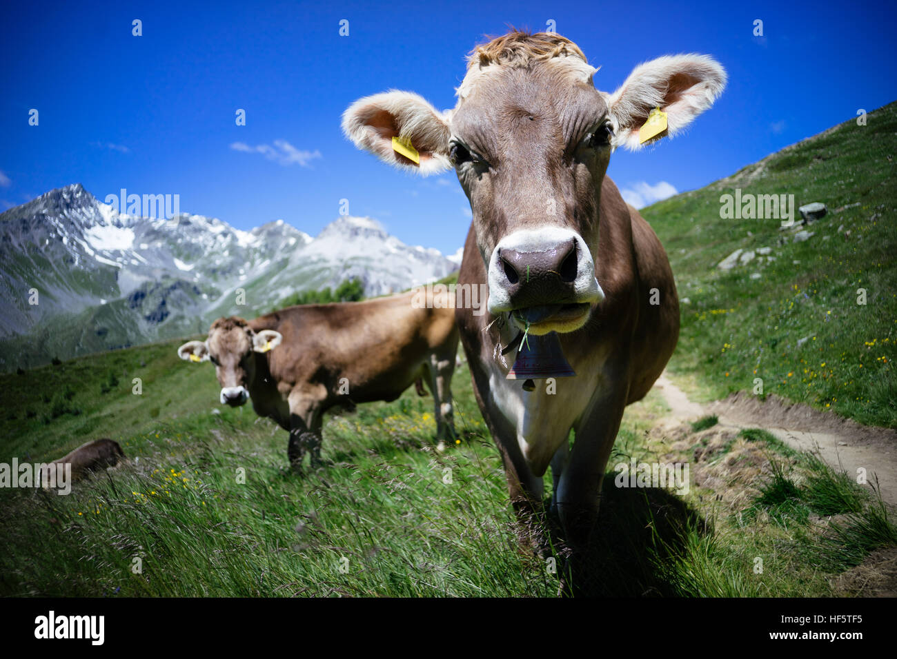 Cow in the alps Stock Photo - Alamy
