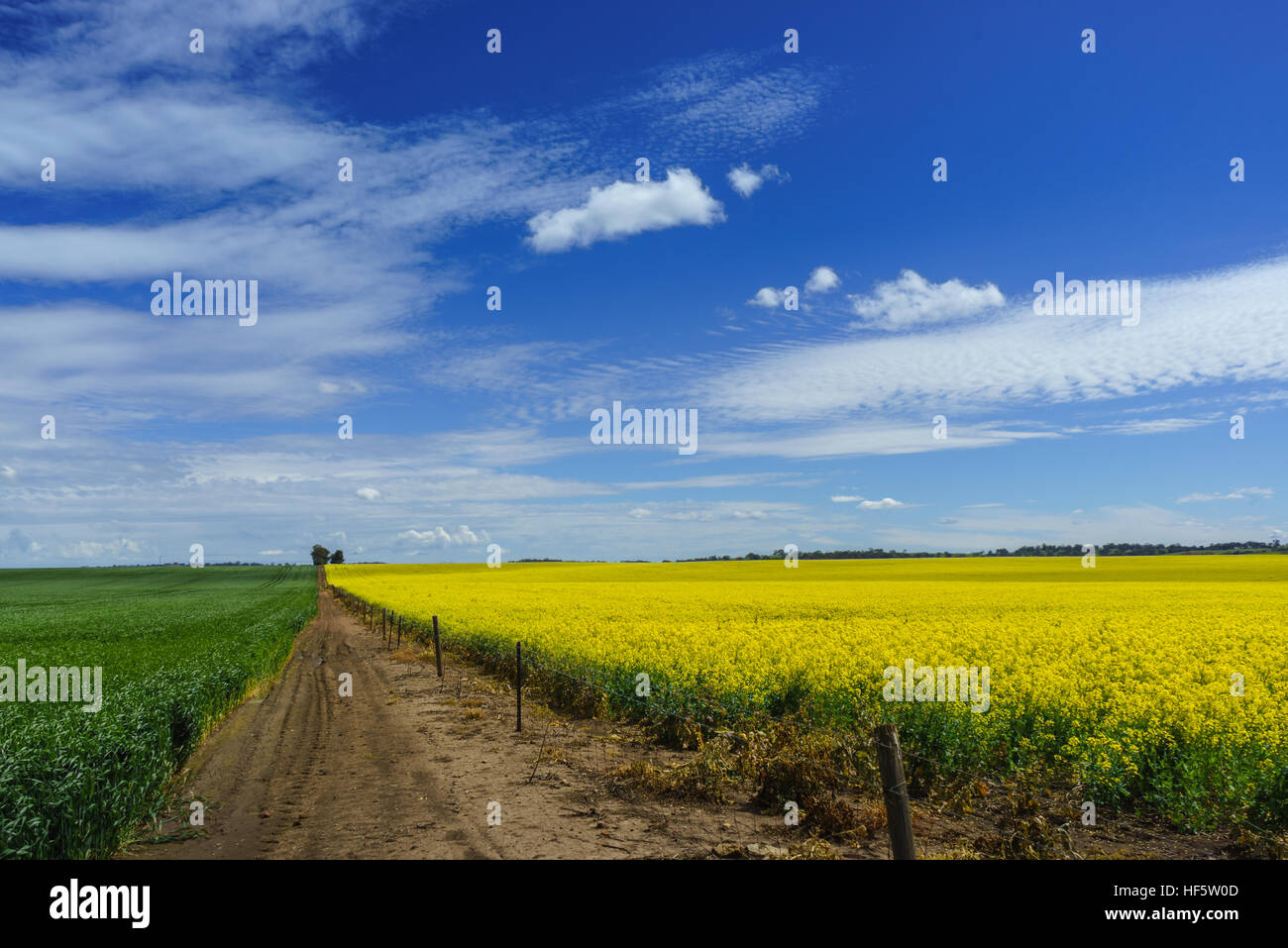 Bloom blossom canola farm field flowers horizontal nobody rapeseed