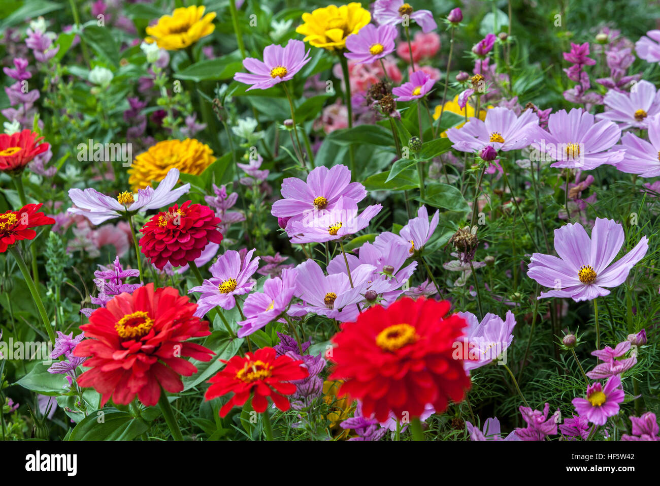 Cosmos bipinnatus, Zinnia elegans plants for blooming flowerbeds in late summer garden flowerbed Zinnia Cosmos Border Edge Mixed Colourful Flowers Red Stock Photo