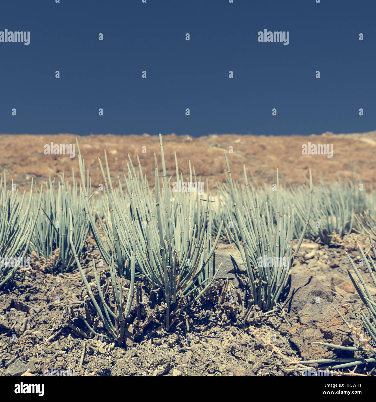 Desert Plants Growing In Arid Wastelands Stock Photo Alamy