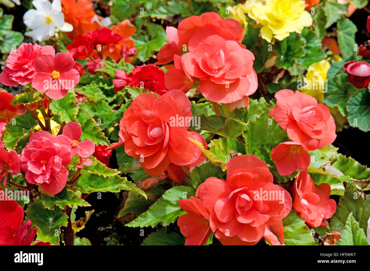 Spectacular Types Of Flowering Begonias Design Art Spectacular Types Of Flowering Begonias Design Art