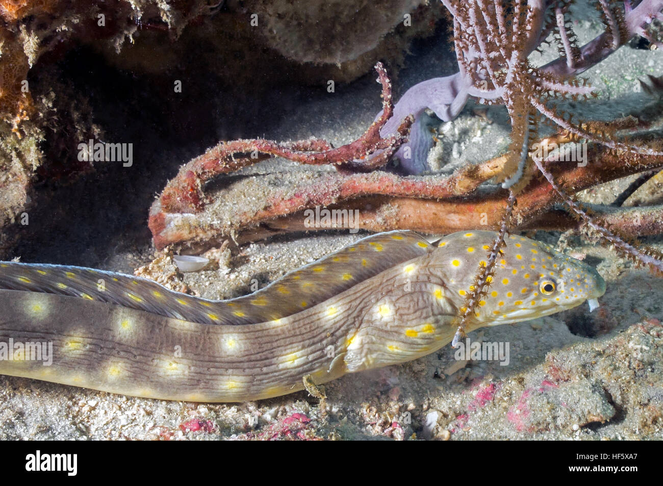 sharptailed eel, reef scene, Scuba, West Palm Beach, FL - Stock Image