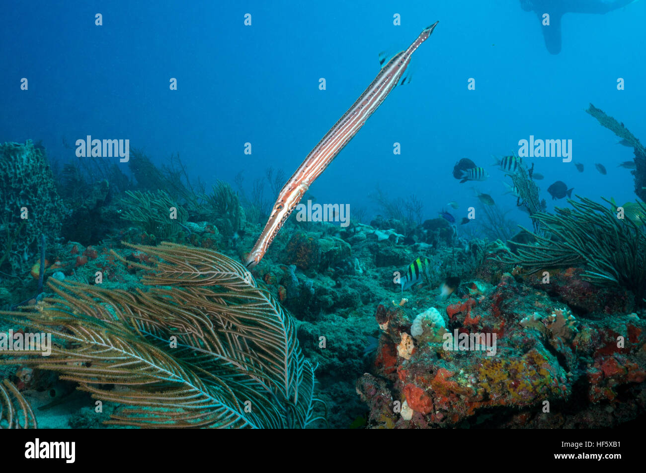 Trumpetfish, Scuba, West Palm Beach, FL Stock Photo