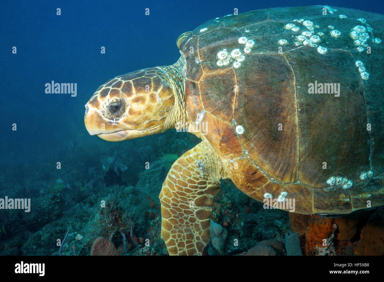 Loggerhead turtle, Scuba, West Palm Beach, FL Stock Photo - Alamy