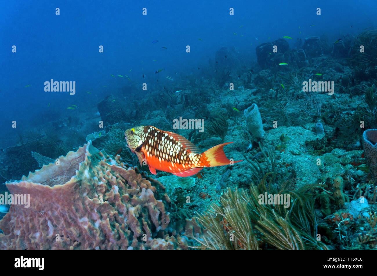 Parrotfish, Scuba, West Palm Beach, FL Stock Photo