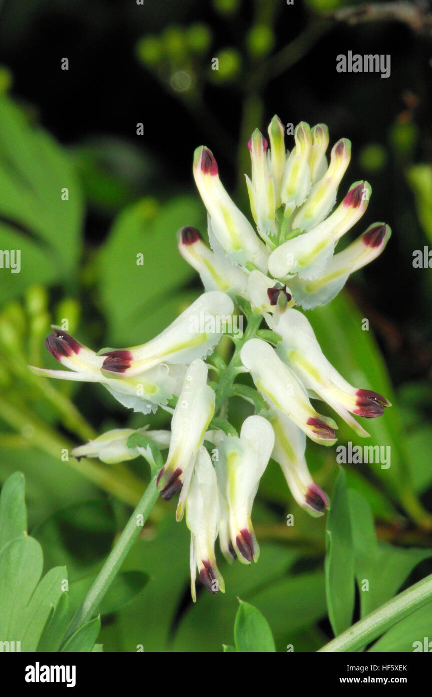 Flowers of Fumaria capreolata, Stock Photo