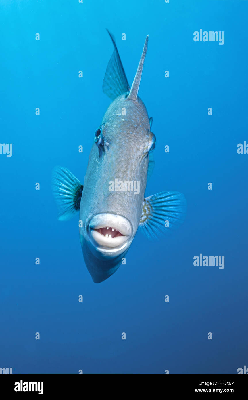 Gray Triggerfish, Scuba, West Palm Beach, FL - Stock Image