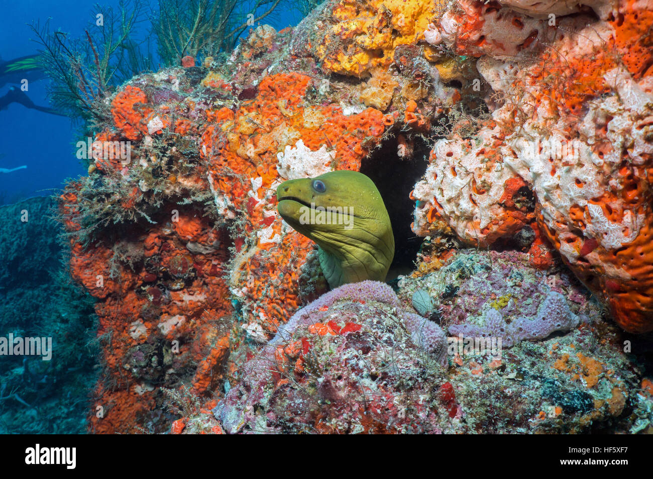 Green Moray, Scuba, West Palm Beach, FL - Stock Image