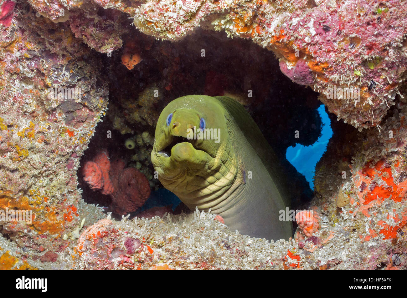 Green Moray, Scuba, West Palm Beach, FL - Stock Image
