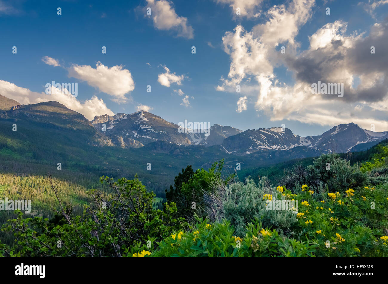Wildflowers in the mountains Stock Photo - Alamy
