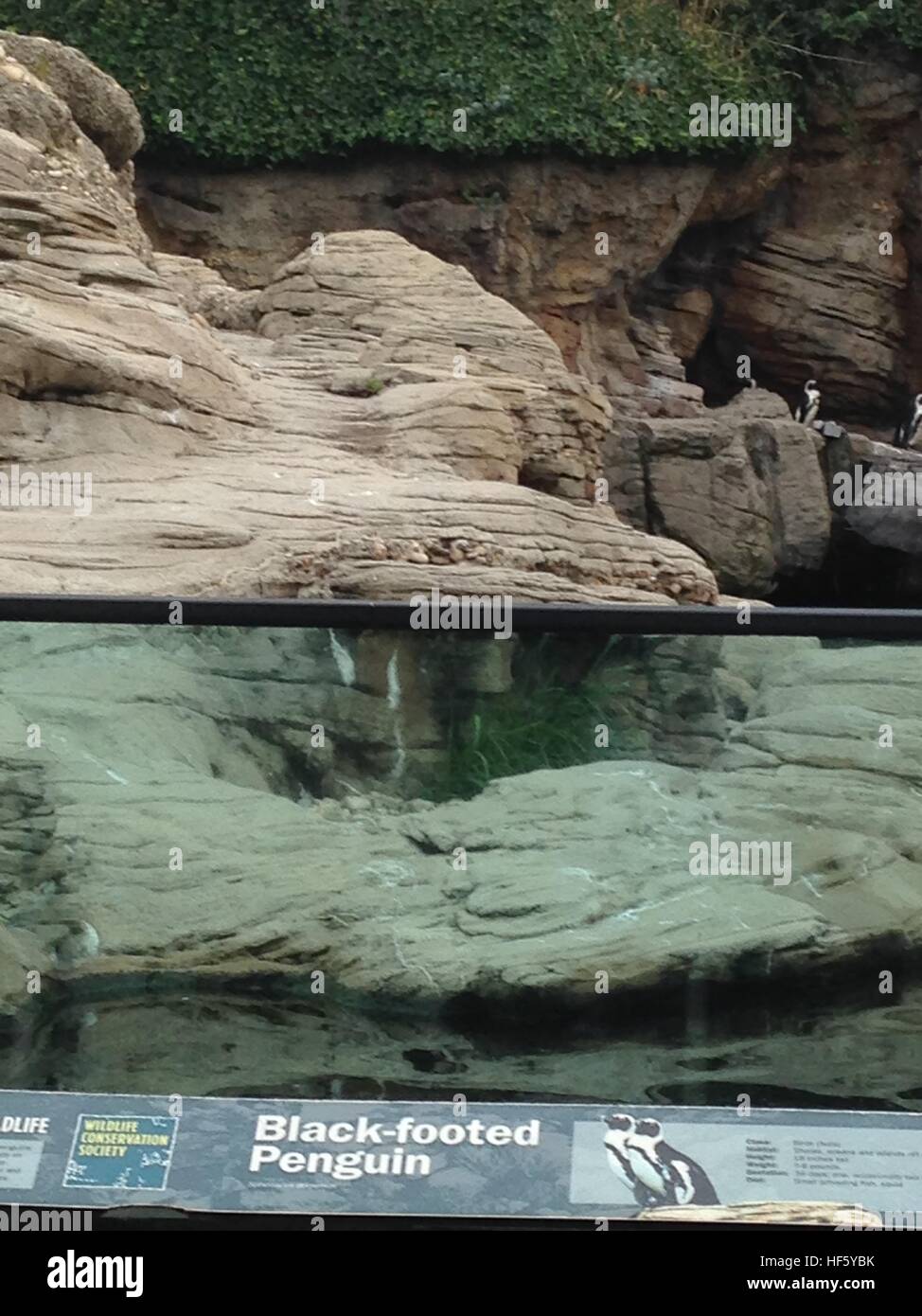 Penguins from NY Aquarium Stock Photo Alamy