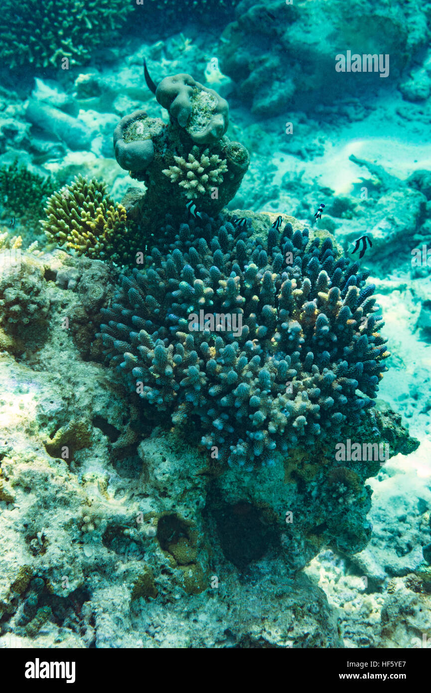 Coral reef Maldives Indian ocean Stock Photo
