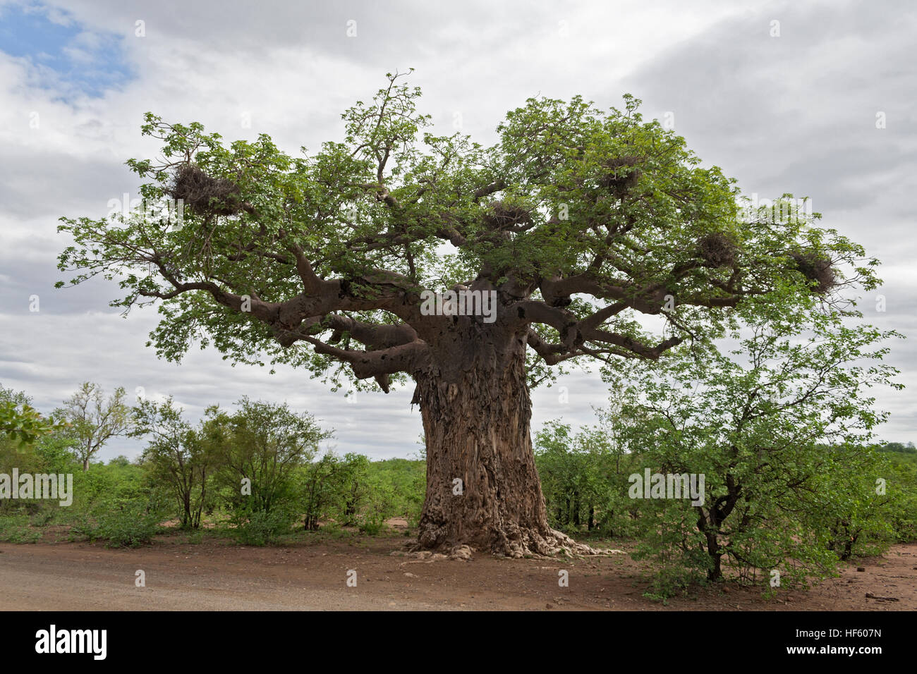 Big baobab tree with weaver bird nests in Kruger National Park, South
