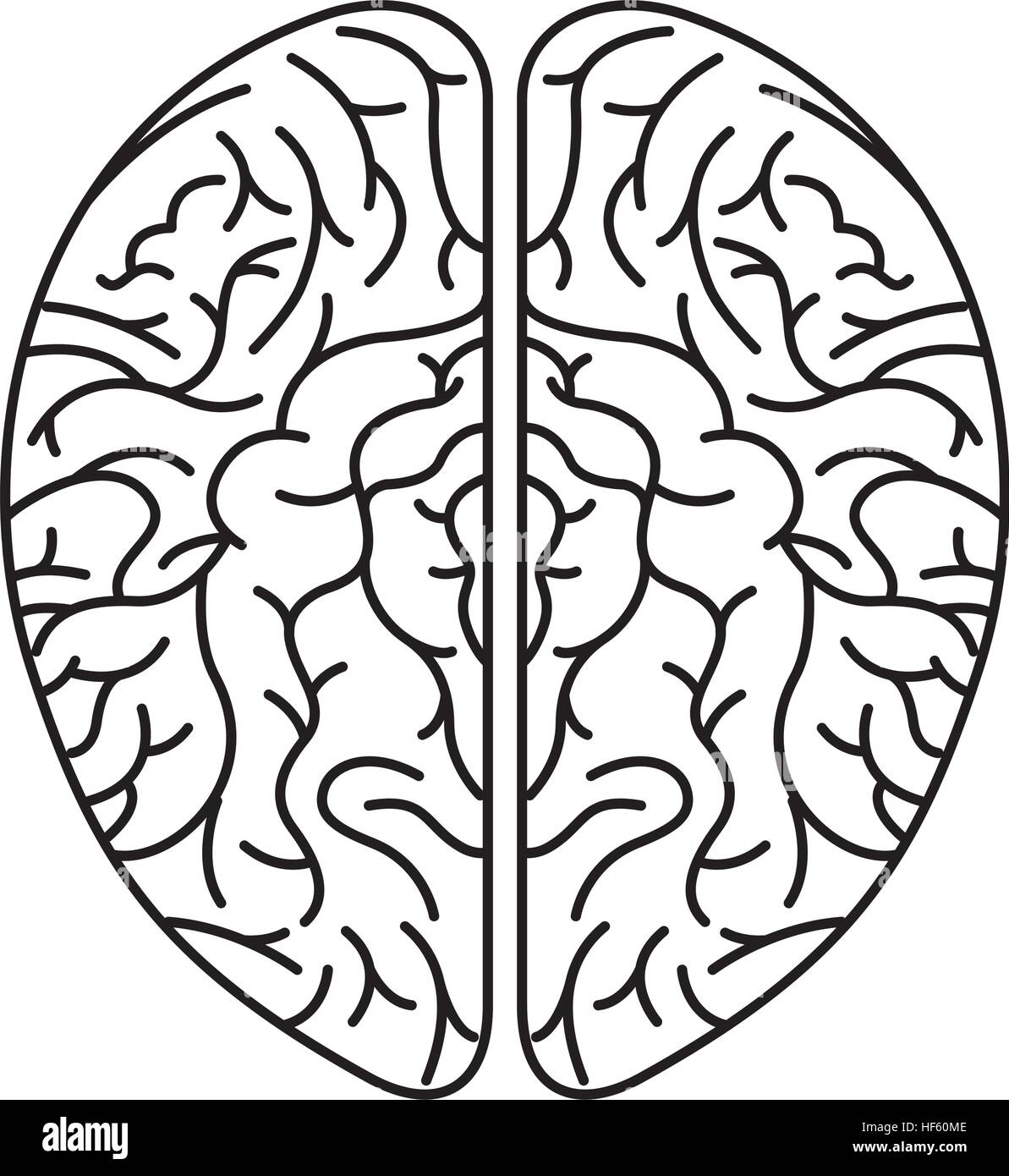 human brain organ isolated icon vector illustration design Stock Vector ...