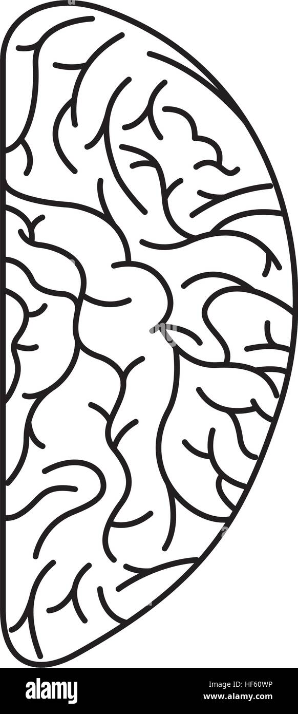 human brain organ isolated icon vector illustration design Stock Vector ...