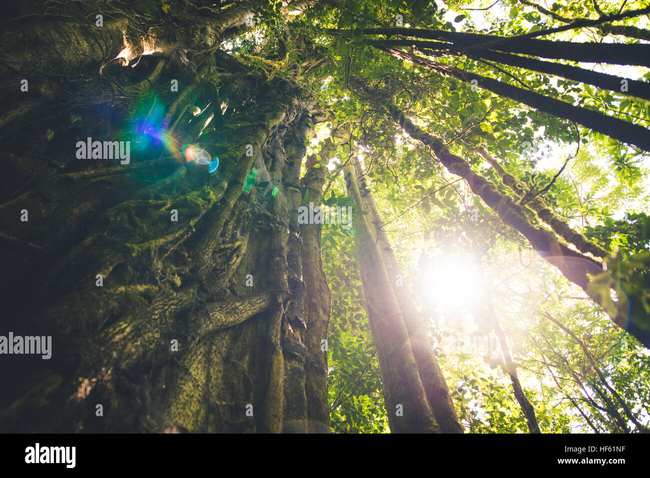 Canopy growth hi-res stock photography and images - Alamy