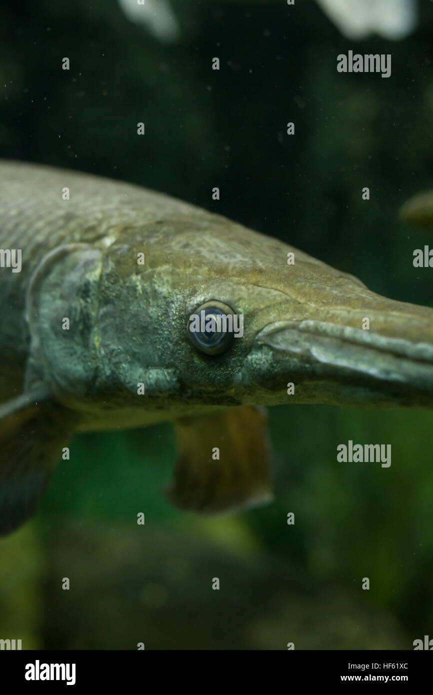 Close up of an alligator gar (Atractosteus spatula) Stock Photo