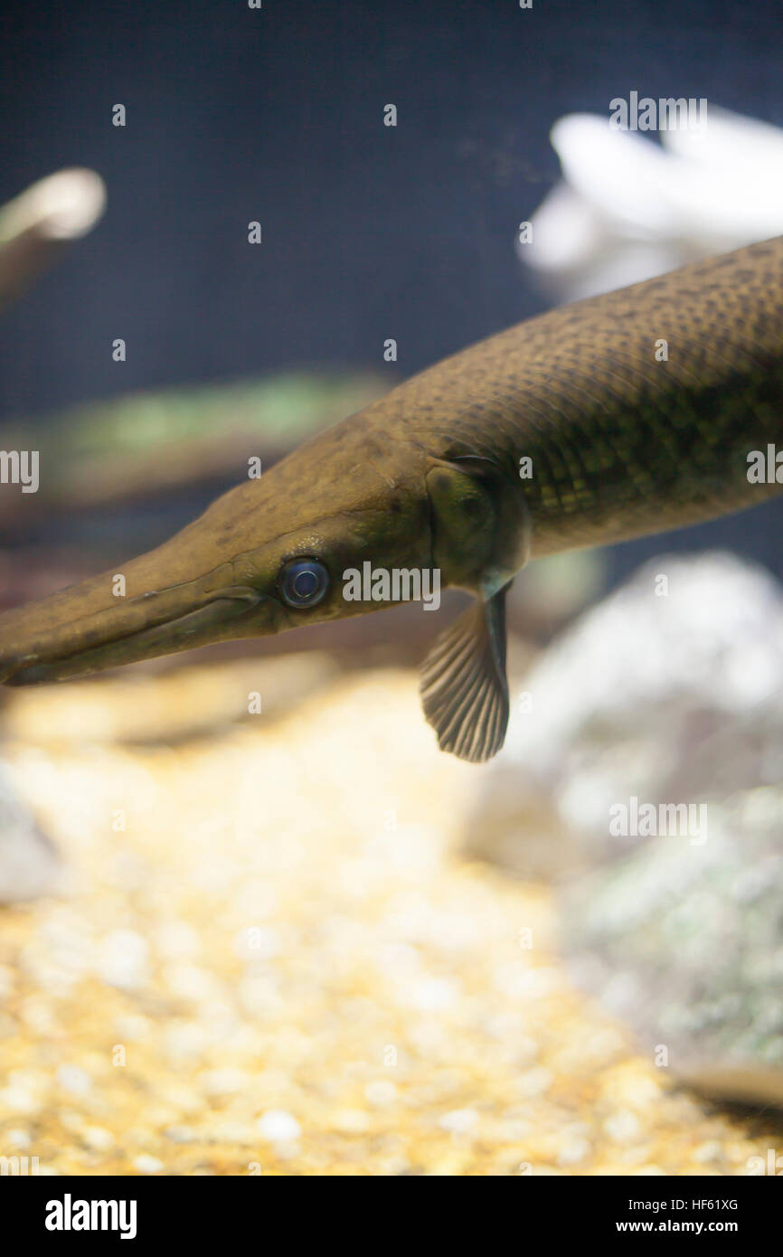 Close up of a gar fish Stock Photo