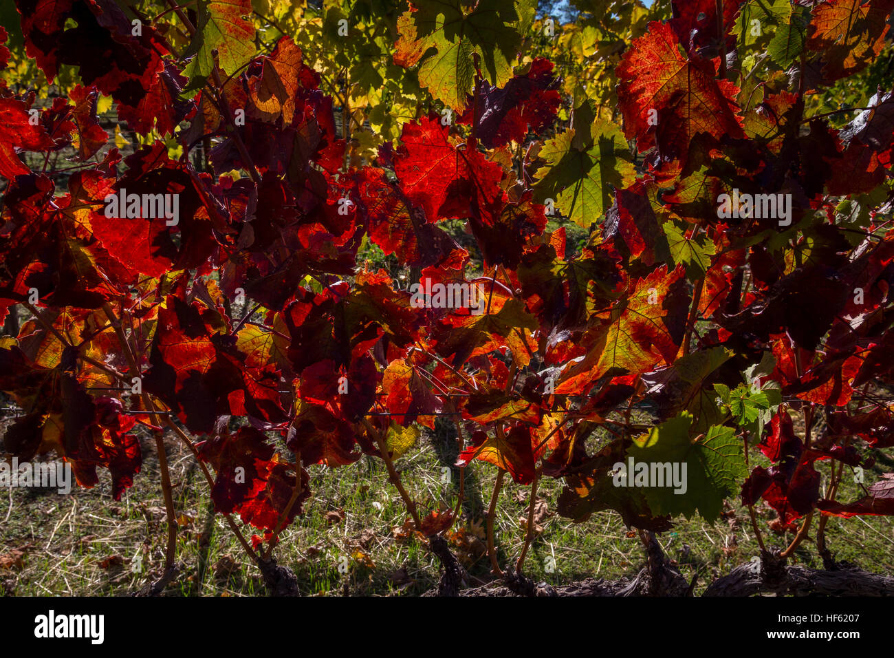 Grapevines, vineyards, Bremer Family Winery, Saint Helena, Napa Valley, Napa County, California Stock Photo