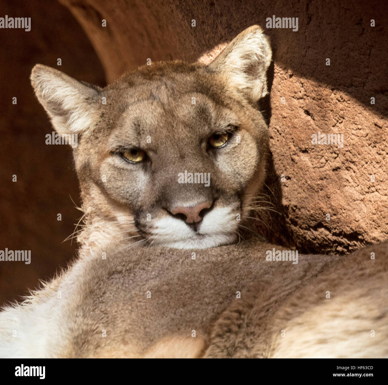 Mountain Lion; Puma; lion foot closeup Stock Photo - Alamy