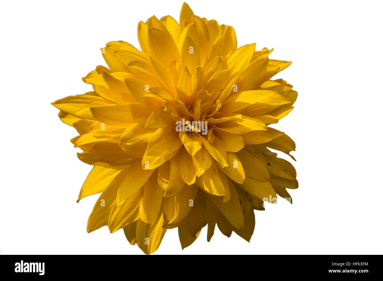 Yellow flower isolated on white background. Clipping path Stock Photo