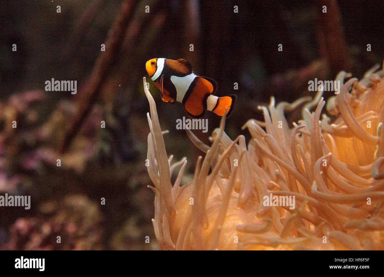 Clownfish, Amphiprioninae, in a marine fish and reef aquarium, staying close to its host anemone Stock Photo
