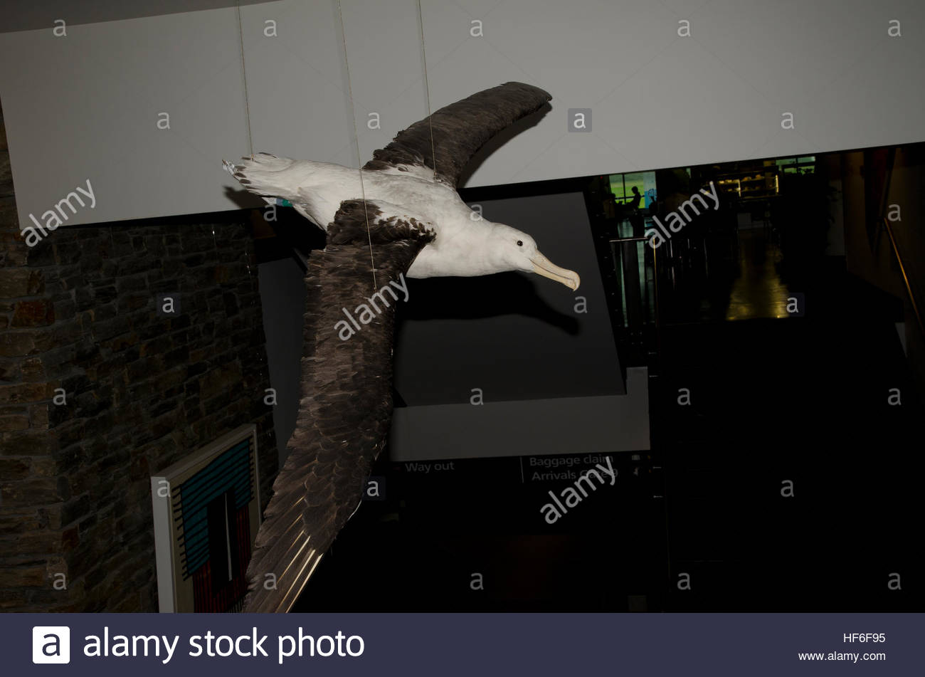 stuffed albatross