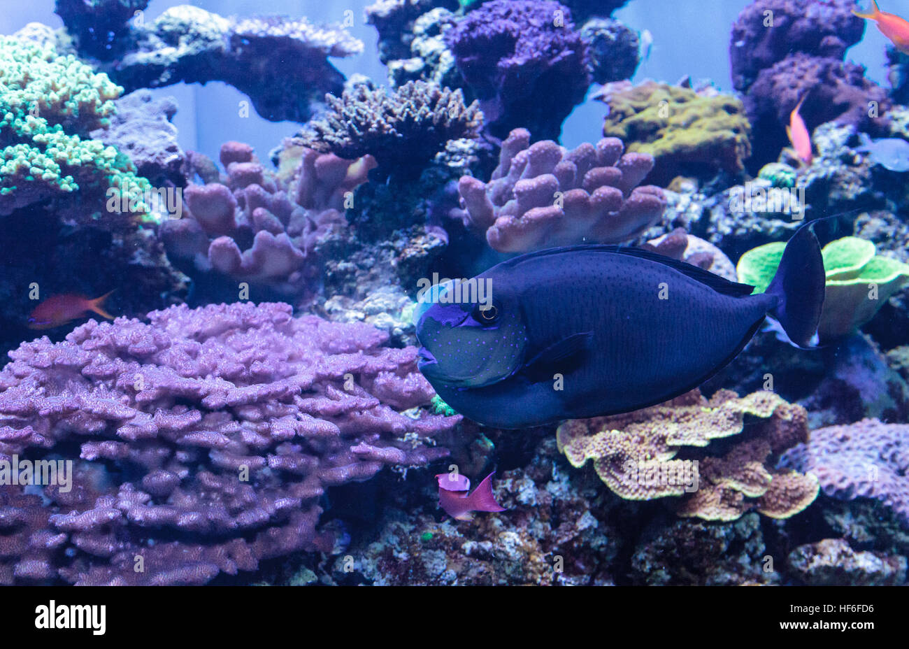 Bignose unicornfish known as Naso vlamingii in a coral reef Stock Photo