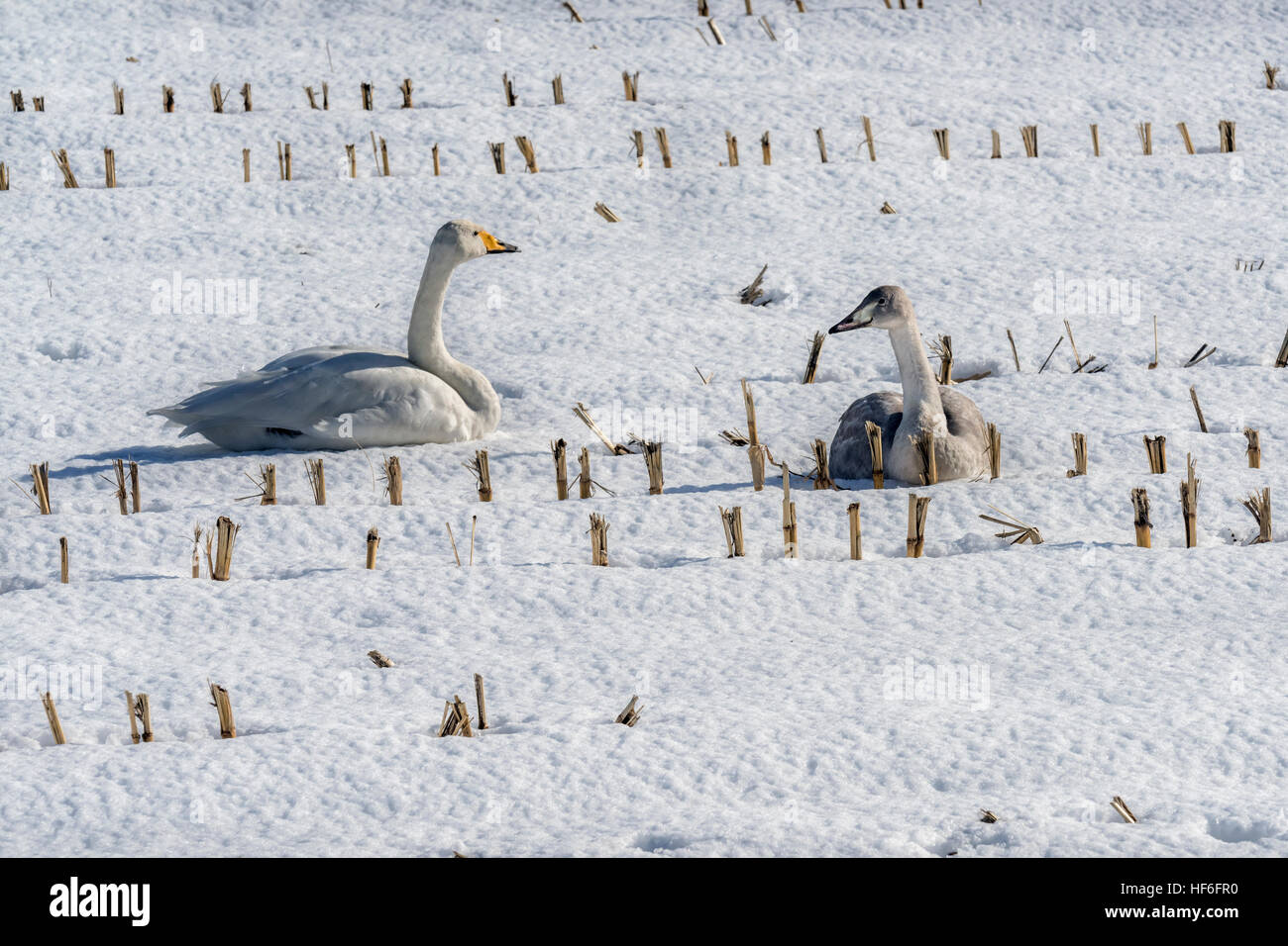 Whooper swan and juvenile in corn stubble, near Tsurui Ito Tancho Crane Sanctuary, Hokkaido, Japan Stock Photo