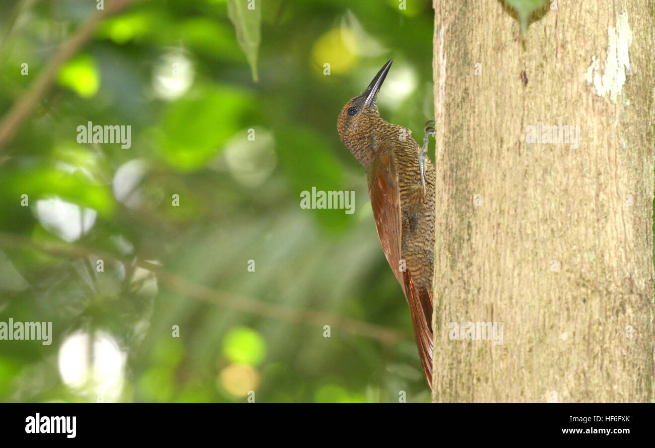 Northern Barred Woodcreeper (Dendrocolaptes sanctithomae) going up a tree trunk looking for insects Stock Photo
