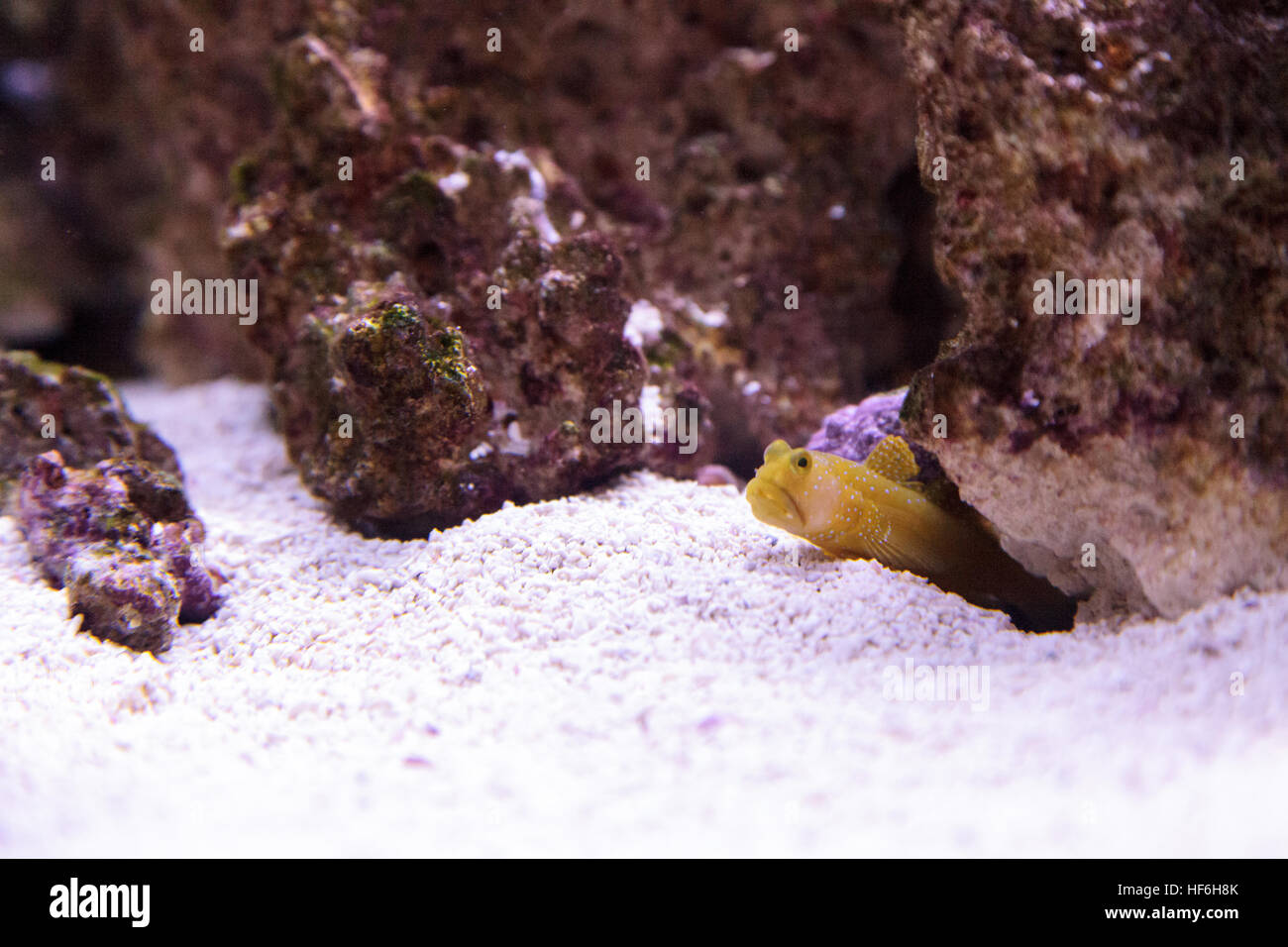 Blue Spotted Jawfish Opistognathus rosenblatti hides in its burrow in