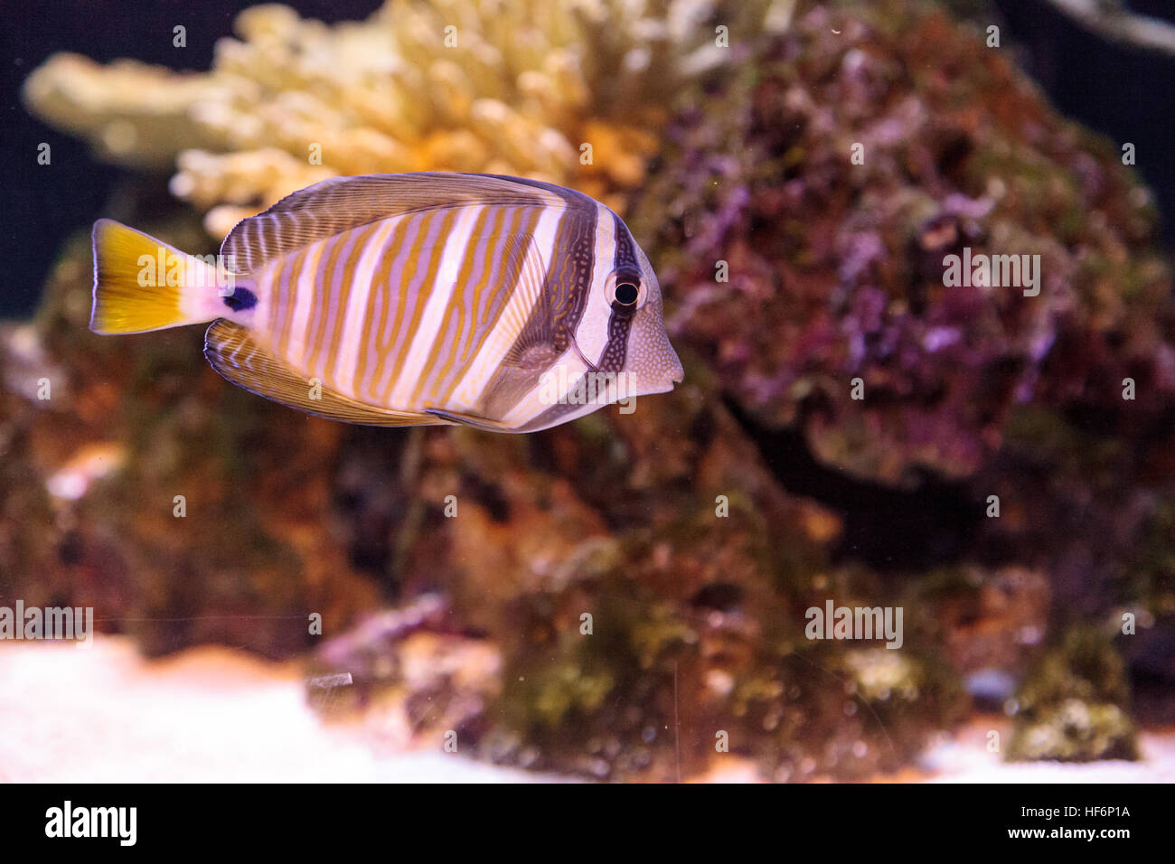 Desjardini Sailfin tang Zebrasoma desjardini in a coral reef. Stock Photo
