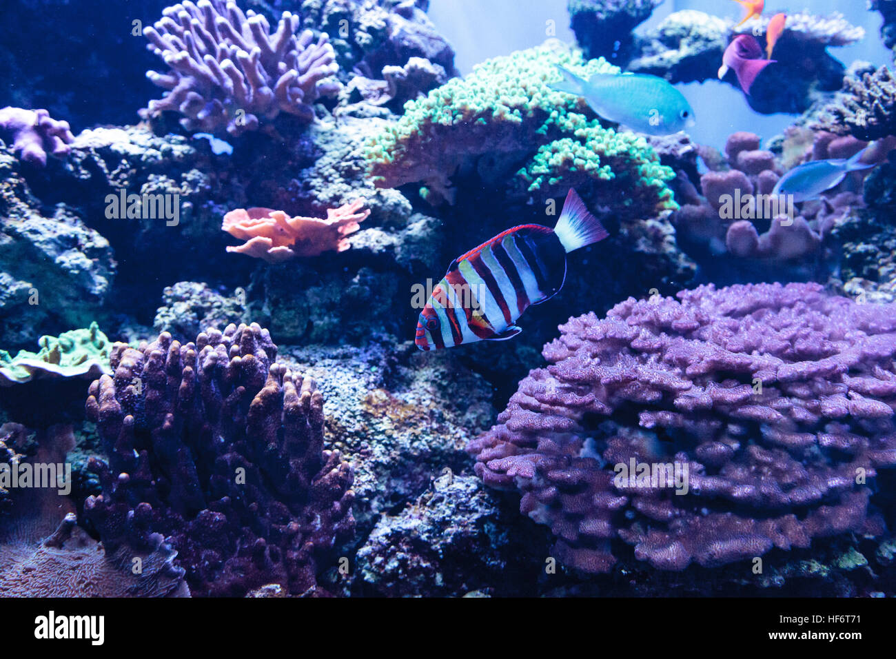 Harlequin tuskfish known as Choerodon fasciatus in a coral reef. Stock Photo