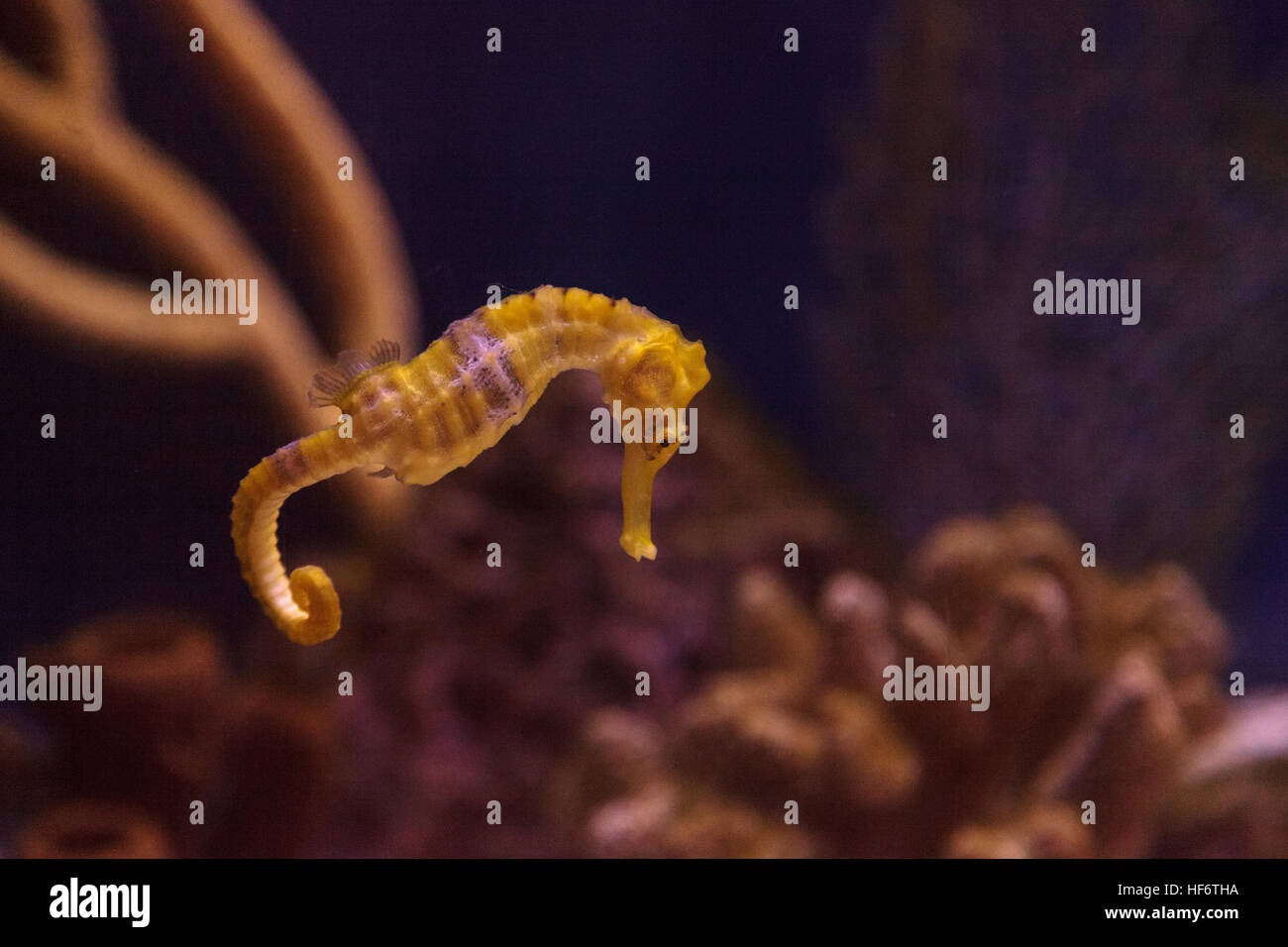 Lined seahorse Hippocampus erectus clings to a strand of seaweed. Stock Photo