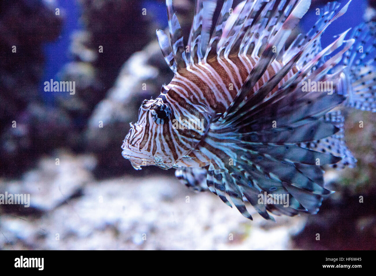 Lionfish Pterois volitans swims on a coral reef. Stock Photo