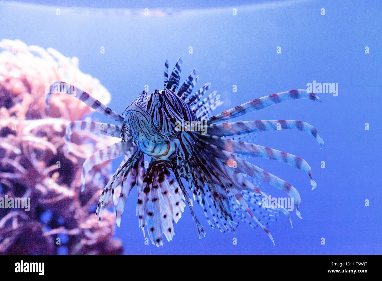 Lionfish Pterois volitans swims on a coral reef. Stock Photo