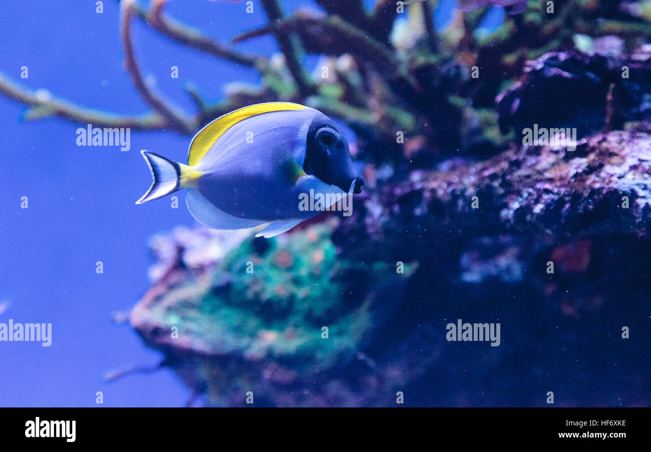 Powderblue tang fish Acanthurus leucosternon on a coral reef. Stock Photo