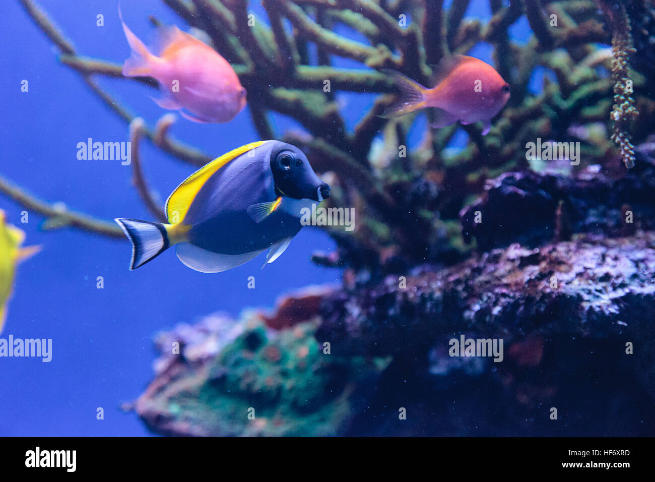Powderblue tang fish Acanthurus leucosternon on a coral reef. Stock Photo