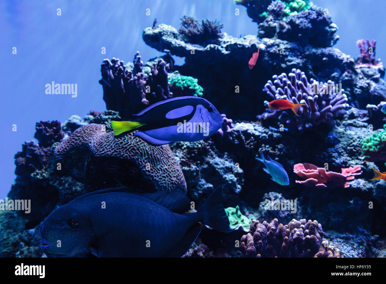 Palette tang fish, Paracanthurus hepatus, is also called the royal blue tang and can be found on a tropical reef in the ocean. Stock Photo