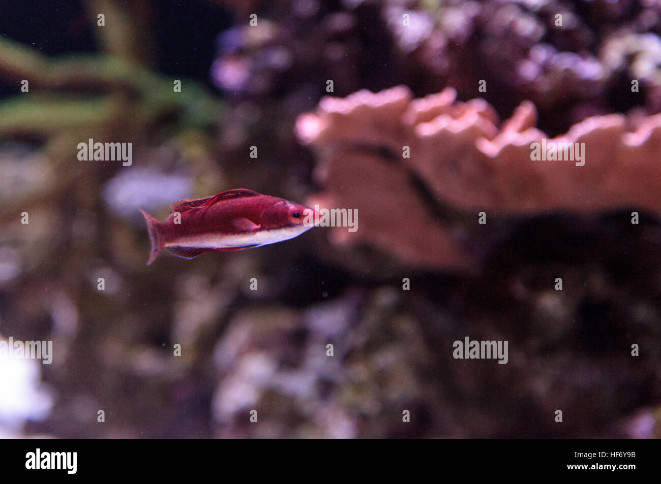 Dark red Cirrhilabrus sailfin fairy wrasse found in the Philippines on a coral reef Stock Photo