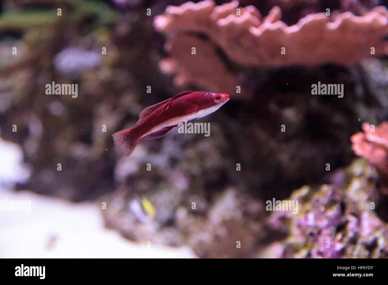 Dark red Cirrhilabrus sailfin fairy wrasse found in the Philippines on a coral reef Stock Photo