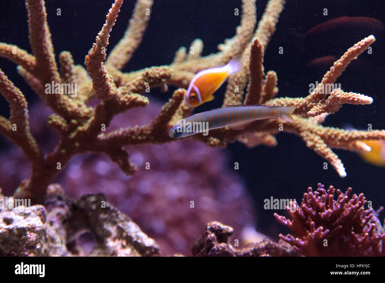 Shotsilk goby Ptereleotris zebra darts around a coral reef aquarium Stock Photo