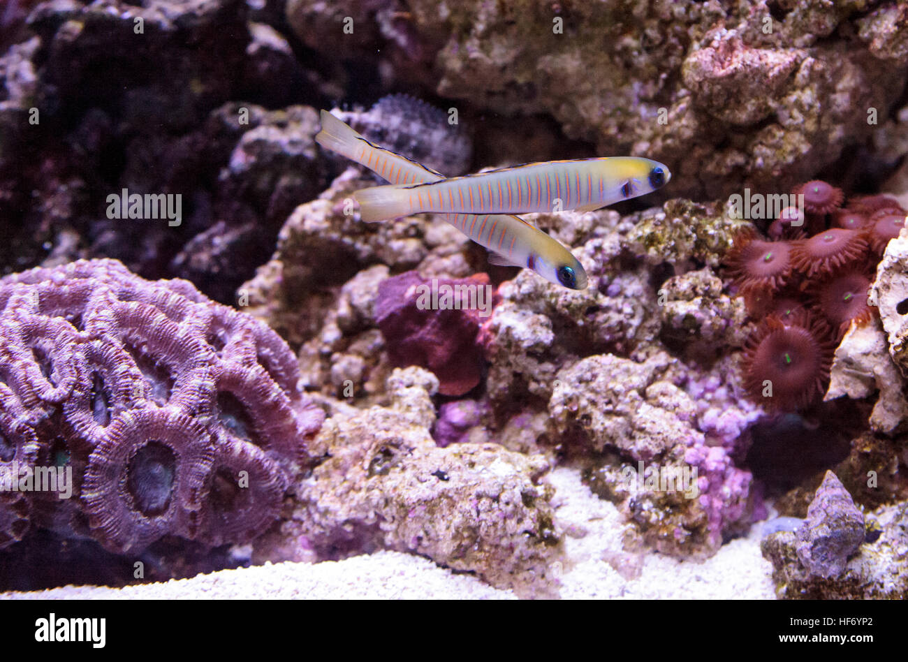 Shotsilk goby Ptereleotris zebra darts around a coral reef aquarium Stock Photo