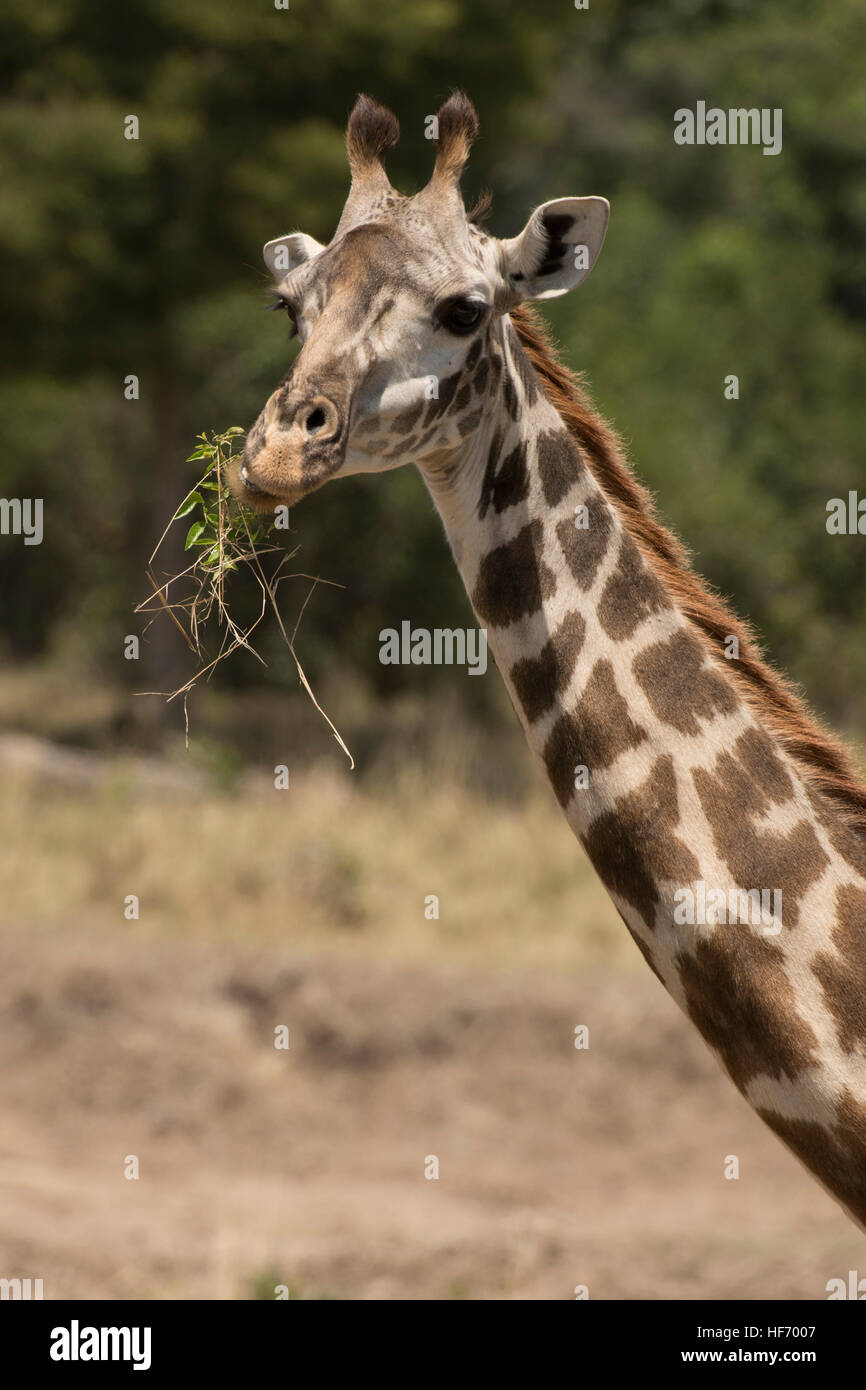 Portrait female giraffe hi-res stock photography and images - Alamy