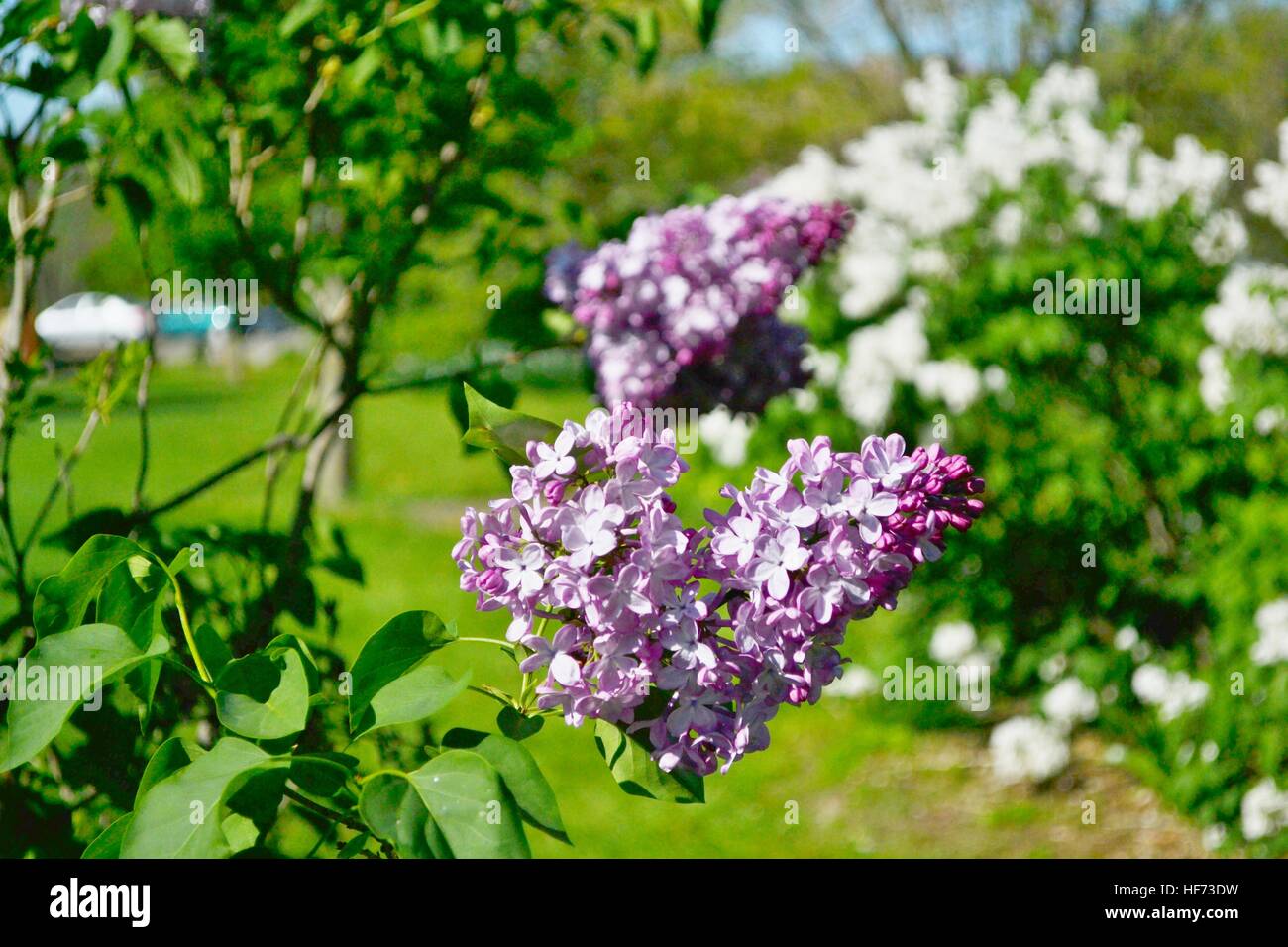 Lilac and magnolia trees hi-res stock photography and images - Alamy