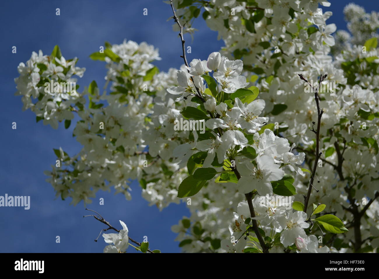 Lilac and magnolia trees hi-res stock photography and images - Alamy